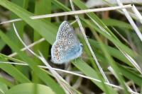Polyommatus icarus
