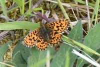 Boloria dia