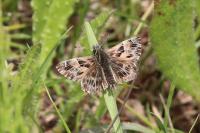 Carcharodus alceae