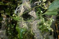Yponomeuta evonymella