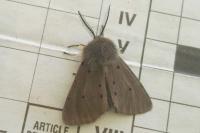 Diaphora mendica