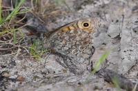 Lasiommata megera