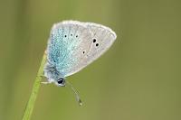 Glaucopsyche alexis