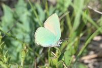 Callophrys rubi