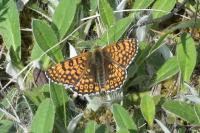 Melitaea cinxia