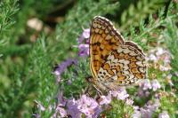 Melitaea phoebe