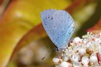 Celastrina argiolus