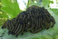 Malacosoma neustria