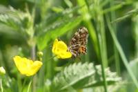 Araschnia levana