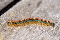 Malacosoma neustria