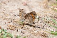 Lasiommata megera