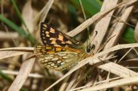 Carterocephalus palaemon