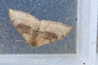 Idaea degeneraria