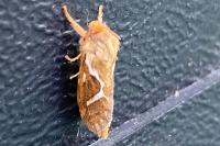 Korscheltellus lupulinus