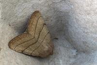 Charanyca trigrammica