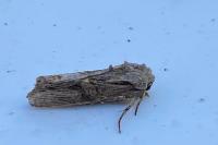 Egira conspicillaris