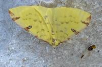 Opisthograptis luteolata