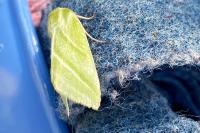 Pseudoips prasinanus