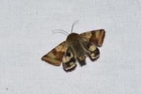 Heliothis viriplaca
