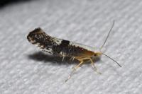 Argyresthia spinosella
