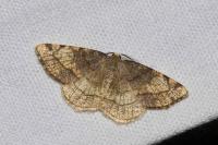 Stegania trimaculata