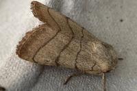 Charanyca trigrammica