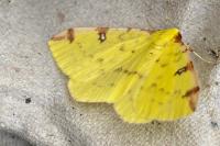 Opisthograptis luteolata