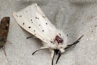 Spilosoma lubricipeda