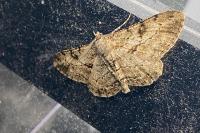 Peribatodes rhomboidaria