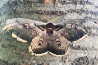 Saturnia pyri