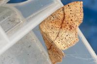 Cyclophora punctaria