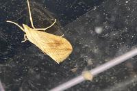 Evergestis forficalis