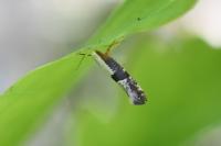 Argyresthia spinosella
