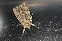 Acronicta rumicis