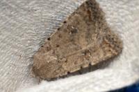 Caradrina clavipalpis