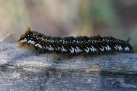 Euthrix potatoria