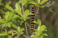 Trichiura crataegi
