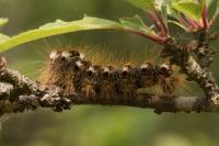 Euproctis chrysorrhoea