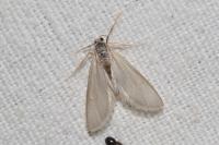 Acentria ephemerella