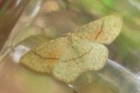 Cyclophora punctaria