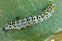 Cucullia verbasci