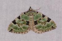 Colostygia pectinataria