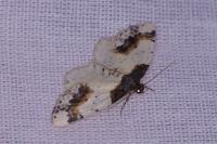 Ligdia adustata