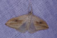 Evergestis forficalis
