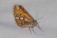 Bupalus piniaria