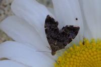 Anthophila fabriciana