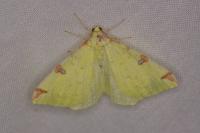 Opisthograptis luteolata