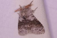 Calliteara pudibunda