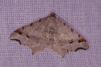 Macaria alternata