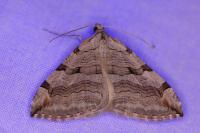 Aplocera plagiata